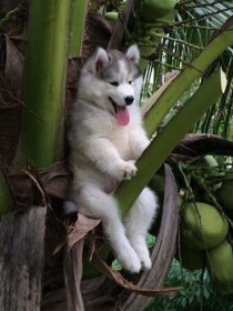 重生二哈之犬神系统