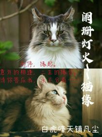 阑珊灯火——猫缘