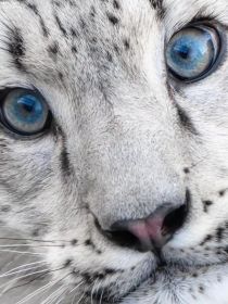 白老虎的眼睛是什么颜色